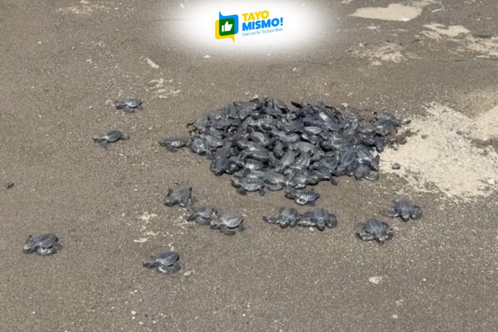 Over 4,200 sea turtles released through Chevron’s Batangas conservation program
