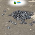 Over 4,200 sea turtles released through Chevron’s Batangas conservation program