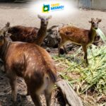 Inside Bayawan Nature Reserve’s push to restore West Visayas rainforests