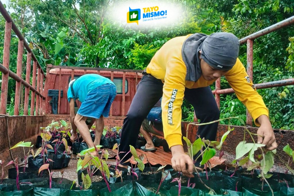 Project Tugdo grows 406 ube seedlings to help farmers and keep Kinampay thriving
