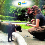 Student-led groups are creating safer campuses for community animals